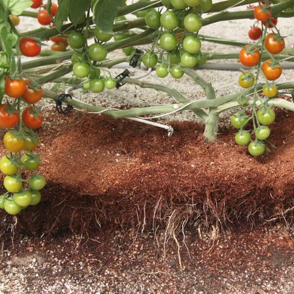 Saco de Cultivo Hidropónico en Fibra de Coco con Tratamiento UV Bicolor - Imagen 5