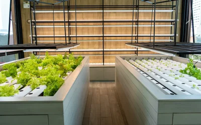 Cómo calcular la extracción e intracción de aire en una sala de cultivo indoor