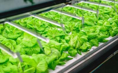 10 consejos de cómo cultivar con Focos LED para un óptimo rendimiento