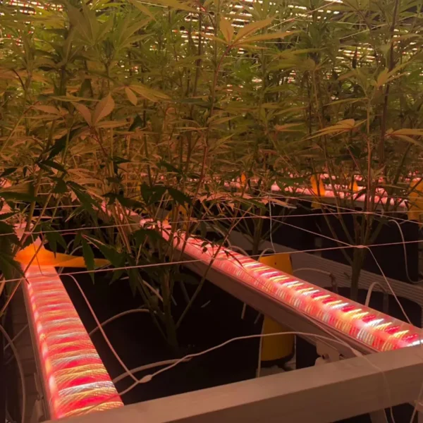 LED Under Canopy Risen Green 250W (Pack de 2 Barras x 125W) - Imagen 5